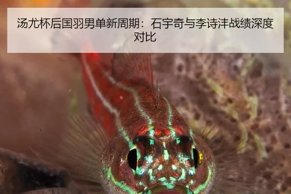 汤尤杯后国羽男单新周期：石宇奇与李诗沣战绩深度对比